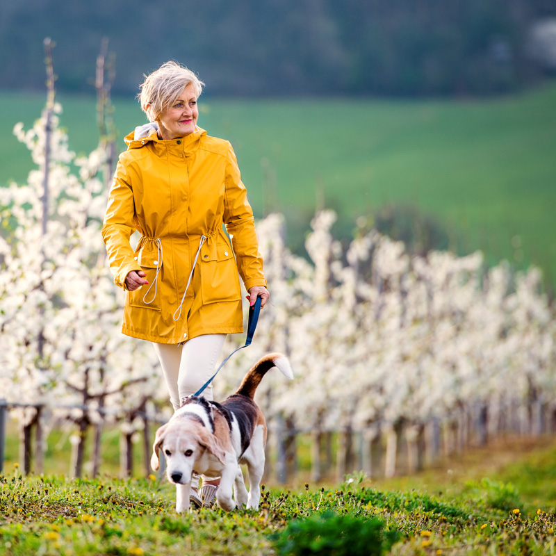 vrouw wandelt met een hond langs bomen met bloesem